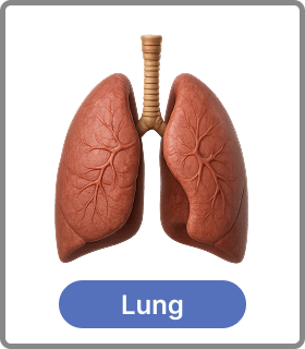 lung