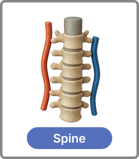 spline