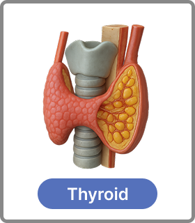thyroid